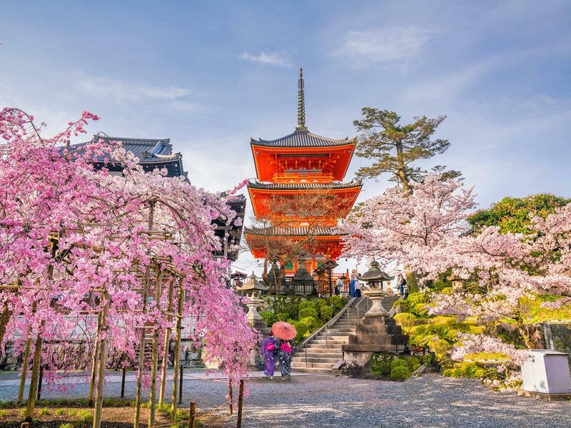 Cherry blossoms in Kyoto Japan travel guide for 2026